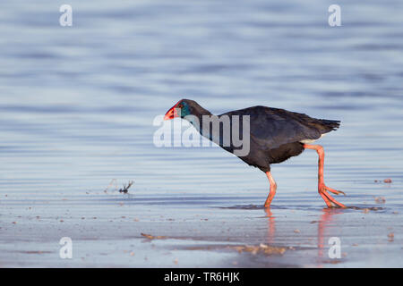 Talève sultane (Porphyrio porphyrio), pataugeant dans l'eau, de s'Albufera, Espagne, Îles Baléares, Majorque Banque D'Images