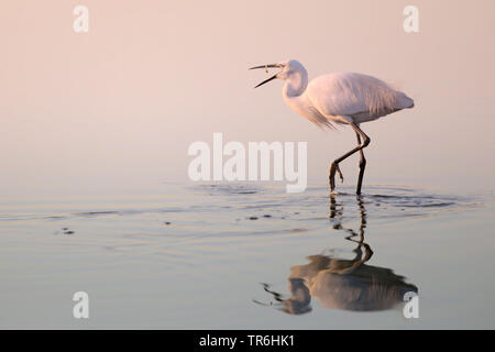 Aigrette garzette (Egretta garzetta), chasse en réserve naturelle S'Albufera, jetant un poisson pêché dans l'air, de l'Espagne, Îles Baléares, Majorque Banque D'Images