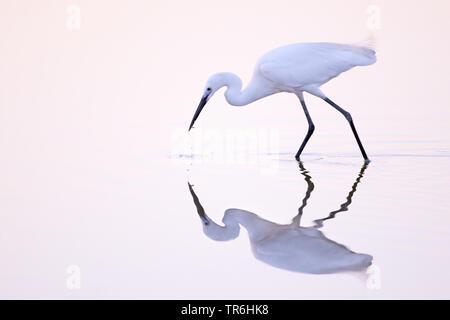 Aigrette garzette (Egretta garzetta), la chasse dans la lumière du soir, l'Espagne, Îles Baléares, Majorque Banque D'Images