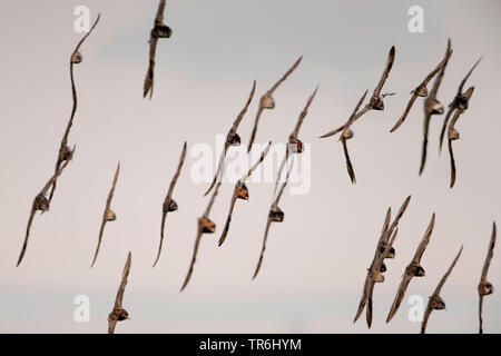 Le Combattant varié (Philomachus pugnax), flying group, Pays-Bas, Frise Banque D'Images