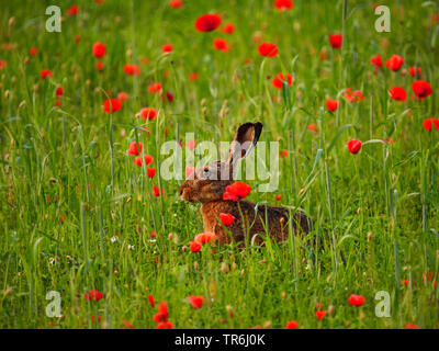 Lièvre européen, lièvre Brun (Lepus europaeus), dans un champ de pavot, l'Autriche, Burgenland, le parc national de Neusiedler See Banque D'Images