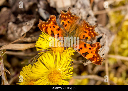 Virgule (Polygonia c-album, Virgule c-album, Nymphalis c-album), assis sur la floraison des poulains-foots, Germany Banque D'Images