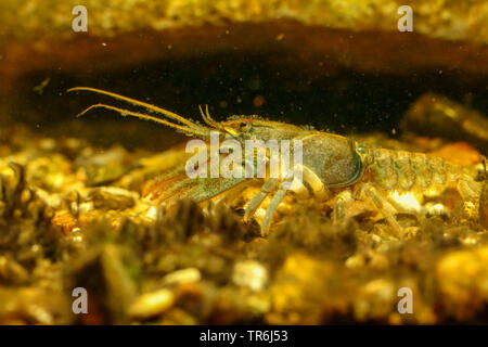 Écrevisse, Torrent des écrevisses (Astacus torrentium, Austropotamobius torrentium, Potamobius, Astacus torrentium saxatilis), Femme, Allemagne Banque D'Images