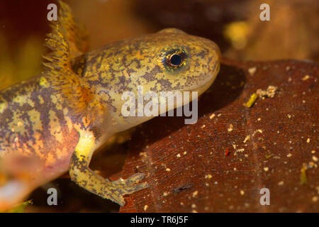 Salamandre terrestre européen (Salamandra salamandra), lave juste avant fin de métamorphoses, Allemagne Banque D'Images