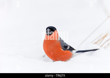 Colvert, Canard colvert, le nord du bouvreuil (Pyrrhula pyrrhula), homme assis dans la neige se nourrissant d'un noyau, Allemagne Banque D'Images