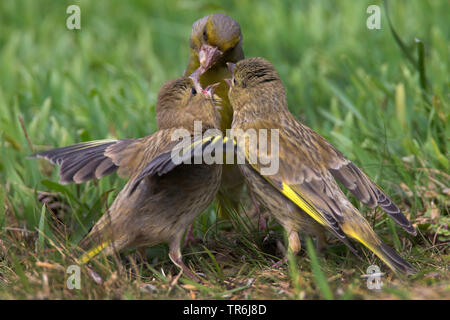 Verdier d'Europe (Carduelis chloris), femme fleglings l'alimentation, de l'Allemagne Banque D'Images