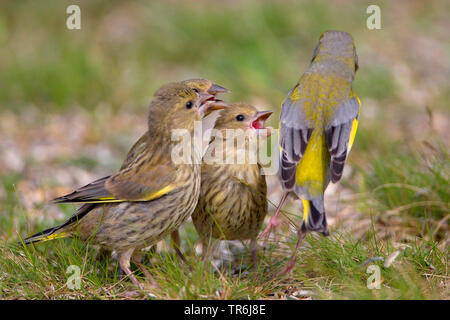 Verdier d'Europe (Carduelis chloris), femme fleglings l'alimentation, de l'Allemagne Banque D'Images