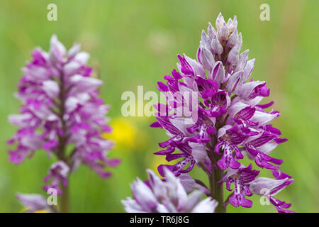 Orchidée militaire (Orchis militaris), blooming, Allemagne Banque D'Images