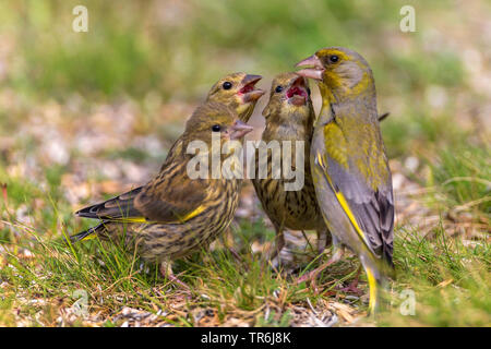 Verdier d'Europe (Carduelis chloris), femme fleglings l'alimentation, de l'Allemagne Banque D'Images