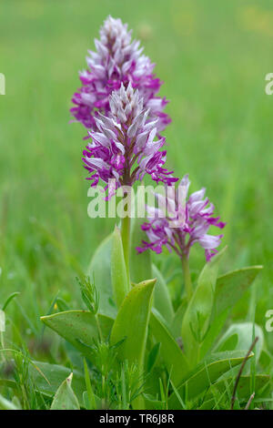 Orchid (Orchis militaris militaire), dans un pré en fleurs, Allemagne Banque D'Images