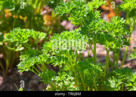 Persil Le persil, gondolé (Petroselinum crispum), feuilles Banque D'Images