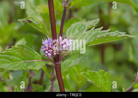 La menthe poivrée, menthe-hybride (Mentha x piperita, Mentha piperita, M. aquatica x M. spicata), blooming, Allemagne Banque D'Images