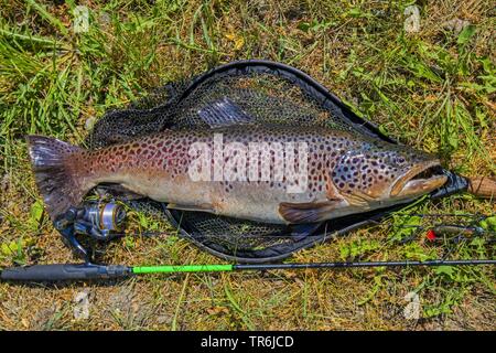 La truite brune, la truite de rivière, l'omble de fontaine (Salmo trutta fario), avec l'épuisette et canne à pêche, Allemagne, Bavière, Fluss Dorfen Banque D'Images