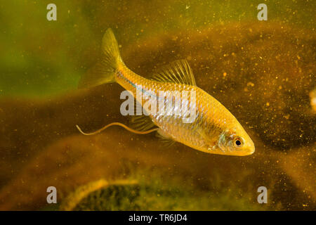 (Bitterling Rhodeus amarus, Rhodeus sericeus Rhodeus sericeus amarus,), avec l'Allemagne, l'ovipositeur femelle Banque D'Images