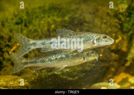 Gudgeon (Gobio gobio), natation, Allemagne Banque D'Images