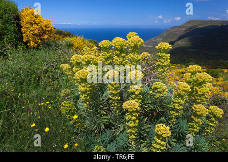 Grande euphorbe méditerranéenne (Euphorbia characias), qui fleurit dans le maquis à la côte de la région d'Alghero, Italie, Sardaigne, Alghero Banque D'Images