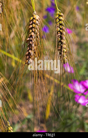 Blé ramifié (Triticum turgidum ssp. turgidum, Triticum turgidum), épis, Allemagne Banque D'Images