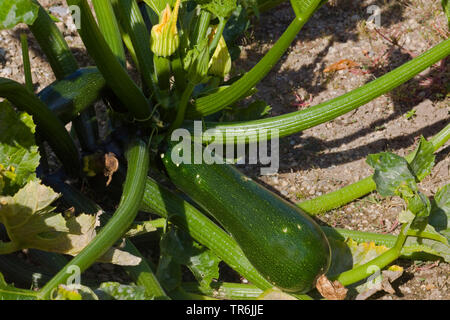 Courgette, la courgette (Cucurbita pepo var. giromontiia, Cucurbita pepo ssp. pepo convar. giromontiina), plante avec fruits, Allemagne Banque D'Images