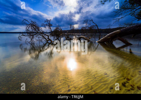 Arbre mort par la rive du lac Grosser Stechlin au coucher du soleil, de l'Allemagne, Brandebourg, Grosser Stechlin, 33 Banque D'Images