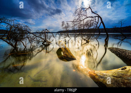 Arbre mort par la rive du lac Grosser Stechlin au coucher du soleil, de l'Allemagne, Brandebourg, Grosser Stechlin, 33 Banque D'Images