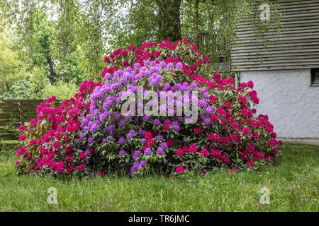 Rhododendron (Rhododendron spec.), qui fleurit dans le jardin, l'Allemagne, la Bavière Banque D'Images