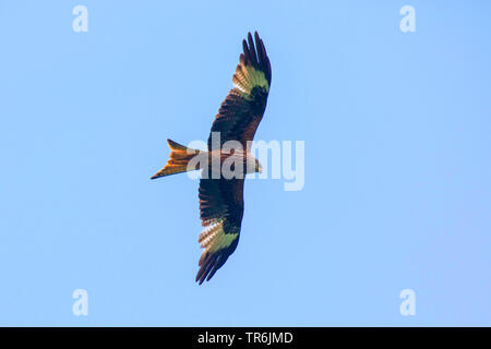 Le milan royal (Milvus milvus), navigation, l'Allemagne, la Bavière