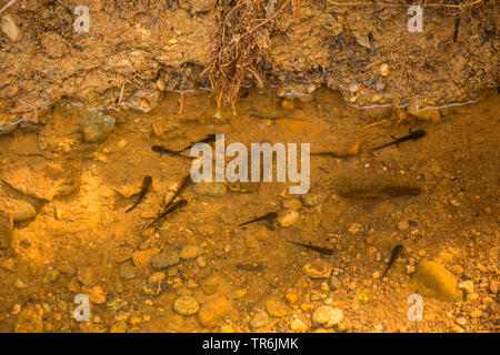 Salamandre terrestre européen (Salamandra salamandra), larves dans l'eau, de l'Allemagne, la Bavière Banque D'Images