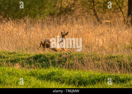 Le chevreuil (Capreolus capreolus), fuyant Buck sautant par-dessus un fossé, Allemagne, Bavière, Erdinger Moos Banque D'Images