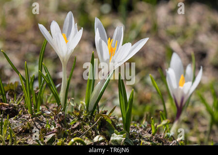 Crocus Crocus du printemps, néerlandais (Crocus vernus, Crocus neapolitanus), la floraison, l'Autriche, le Tyrol, Kirchberg Banque D'Images