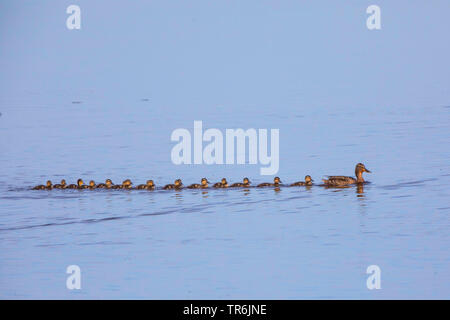 Le Canard colvert (Anas platyrhynchos), 16 chick en ligne derrière la femme, Allemagne, Bavière, le lac de Chiemsee Banque D'Images