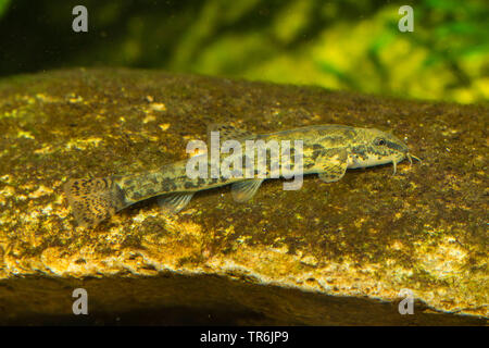 Loach pierre (Noemacheilus Barbatula barbatula, barbulatus, Nemacheilus barbatulus), le mensonge ion a Pierre, Allemagne Banque D'Images