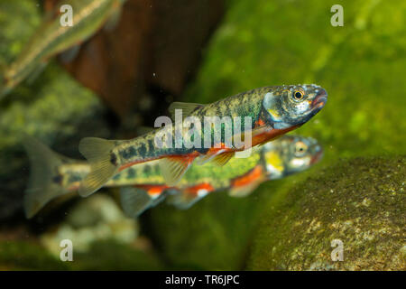 D'argent, d'Eurasie (Phoxinus phoxinus), homme avec coloration nuptiale, Allemagne Banque D'Images