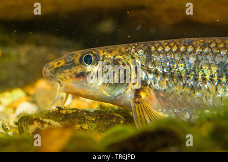 Gudgeon (Gobio gobio), portrait, Allemagne Banque D'Images