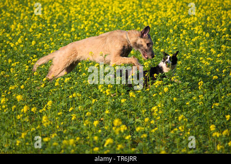 Irish Wolfhound (Canis lupus f. familiaris), jouer avec un mélange de breer dans un champ de moutarde, Allemagne Banque D'Images