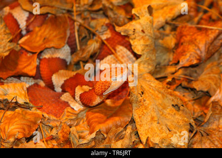 (Agkistrodon contortrix copperhead), caché dans le feuillage Banque D'Images