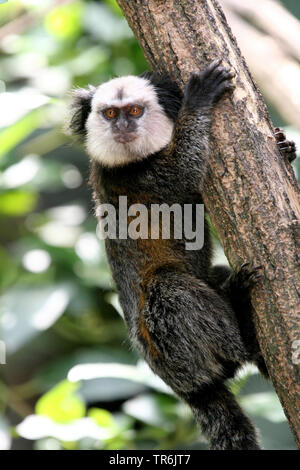 Ouistiti White-Faced rieuses, Mormoset (Callithrix geoffroyi), escalade, Brésil Banque D'Images