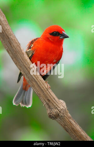 Rouge malgache fody (Foudia madagascariensis), homme en coloration nuptiale sur une branche, Madagascar Banque D'Images