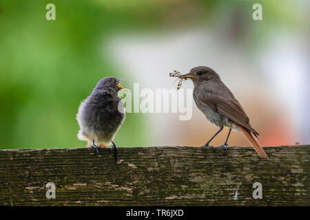 Rougequeue noir (Phoenicurus ochruros), alimentation femelle squeekers, Germany Banque D'Images