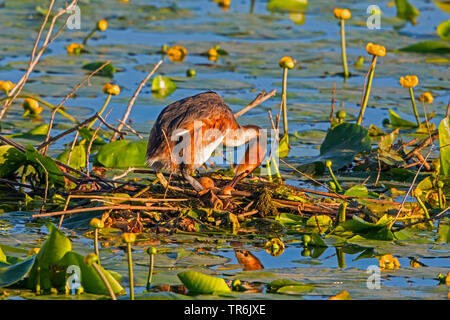 Grèbe huppé (Podiceps cristatus), tourner les oeufs dans le nid, l'Allemagne, la Bavière Banque D'Images