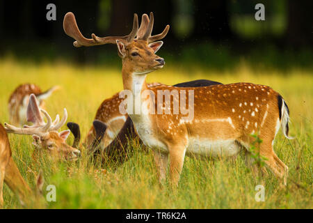 Le daim (Dama dama, Cervus dama), groupe sur un pré, Allemagne Banque D'Images