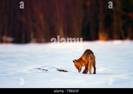 Le renard roux (Vulpes vulpes), à l'inhalation de la neige en hiver, Allemagne Banque D'Images