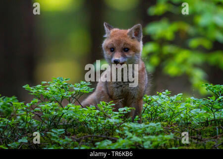 Le renard roux (Vulpes vulpes), mettent bas dans un appel de la forêt, la République tchèque, Hlinsko Banque D'Images