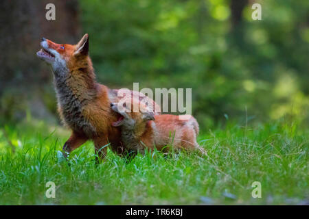 Le renard roux (Vulpes vulpes), jouant avec son enfant dans une forêt, la République tchèque, Hlinsko Banque D'Images