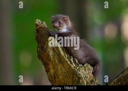 La Martre La martre en pierre, bois, à poitrine blanche (la Martre Martes foina), juvénile de grimper sur un arbre, des chicots, République tchèque Hlinsko Banque D'Images