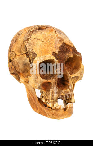 L'homme de Flores, Hobbit (Homo heidelbergensis), réplique du crâne de l'Homo floresiensis (Le Hobbit). Banque D'Images