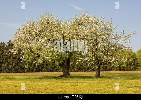 Pommier (Malus domestica), les vieux pommiers en fleurs, en Allemagne, en Bavière, Isental Banque D'Images