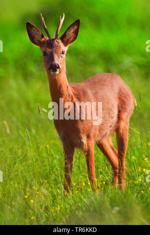 Le chevreuil (Capreolus capreolus), roebuck sur une prairie au printemps, Allemagne Banque D'Images