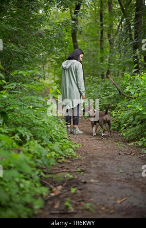 Bull Terrier (Canis lupus f. familiaris), femme marche avec son chien dans la forêt, Allemagne Banque D'Images