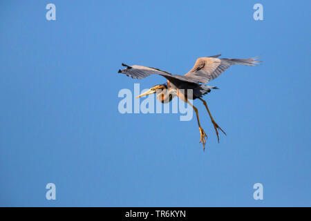 Héron pourpré (Ardea purpurea), l'atterrissage, l'Allemagne, la Bavière Banque D'Images