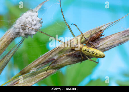 Une araignée plate (Tetragnatha extensa), assis devant le coccon, Allemagne, Bavière, Niederbayern, Basse-Bavière Banque D'Images